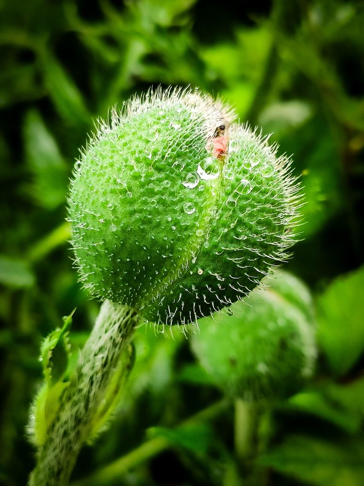 Photograph by Andrey Purtov