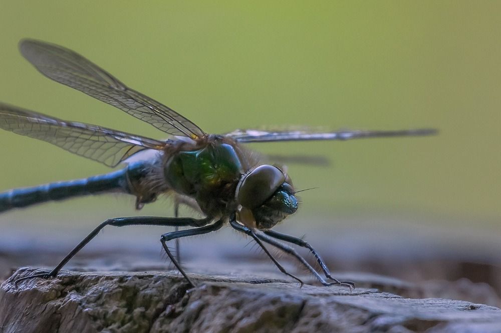 Libelle
