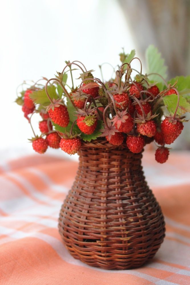 Фотография автора Тамара Караваева