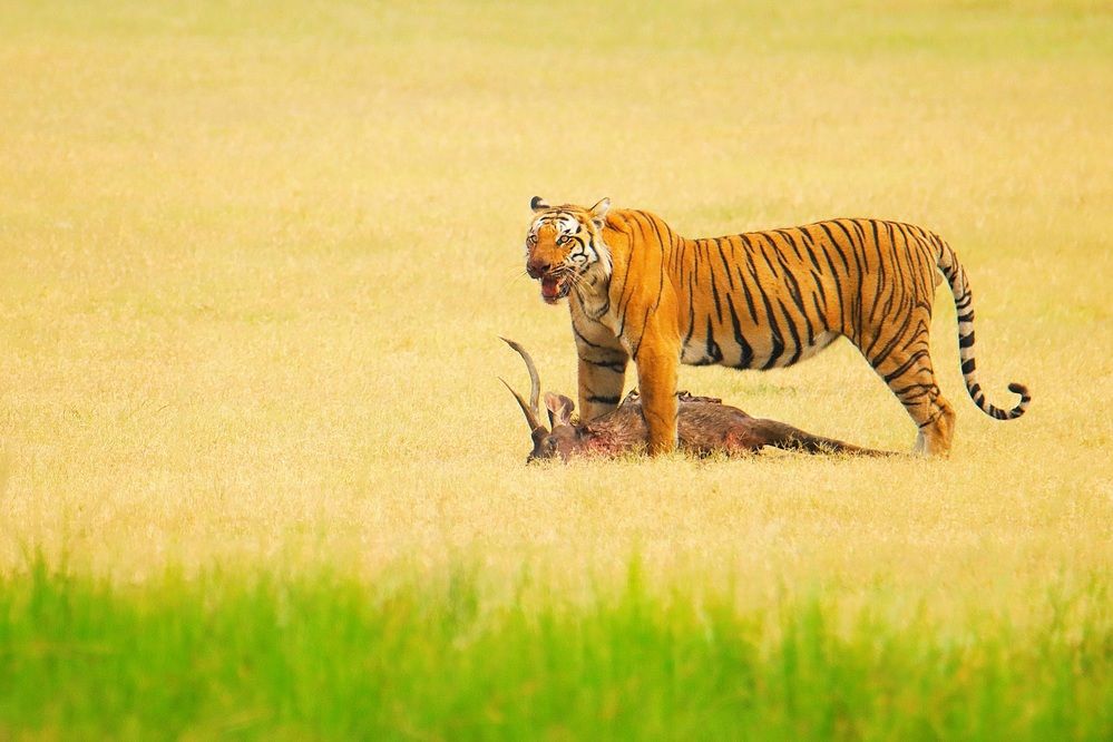Photograph by pankaj kapoor
