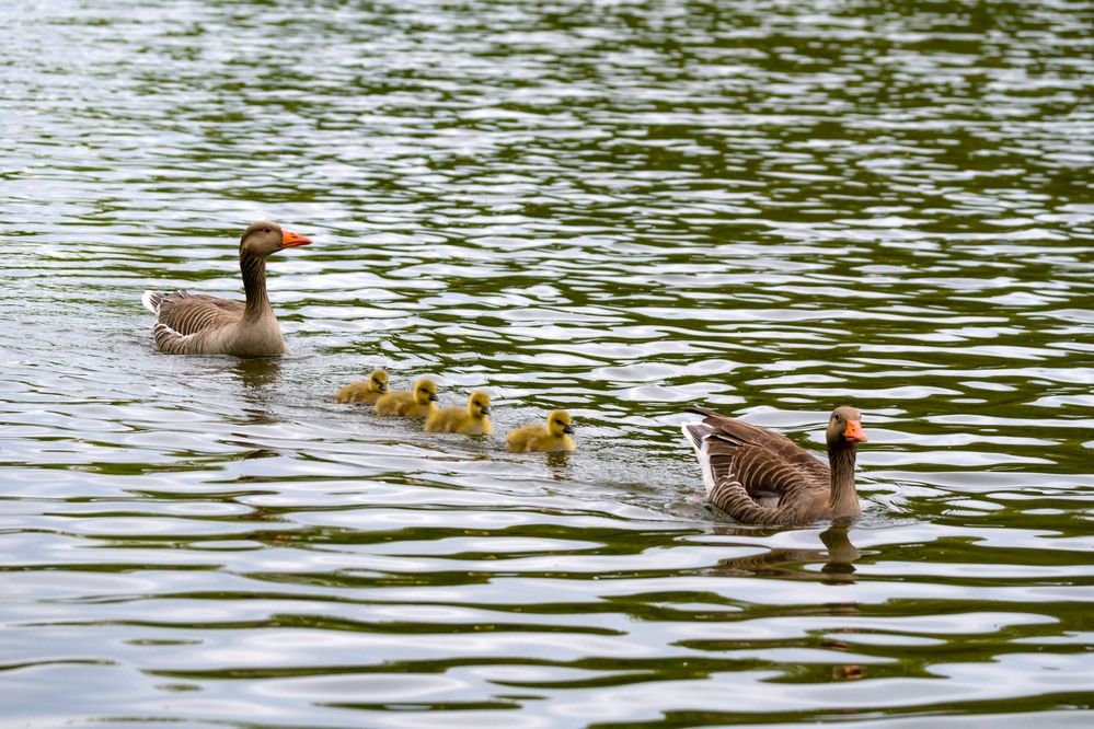 Familie