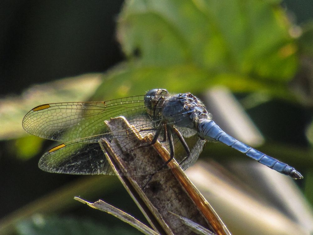 Photograph by Раиса Грабко