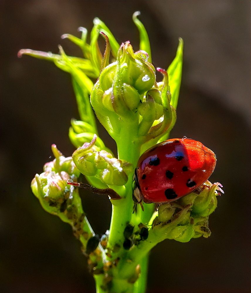 Photograph by Marcelo Luzzi