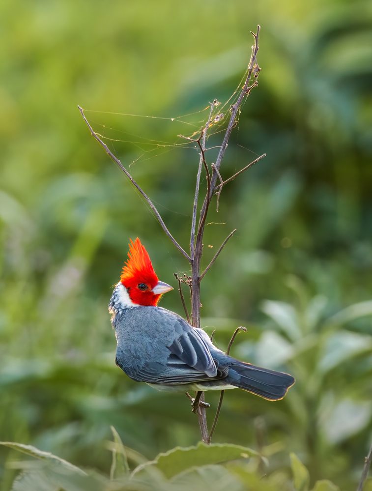 Photograph by Valdir Hobus