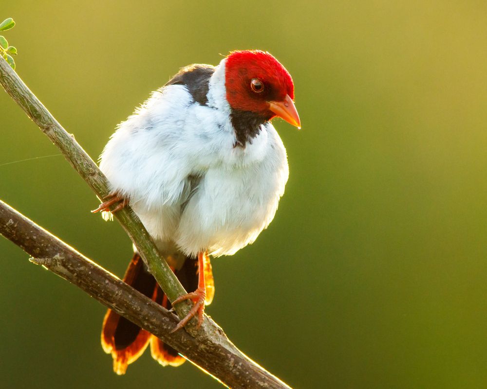 Photograph by Valdir Hobus