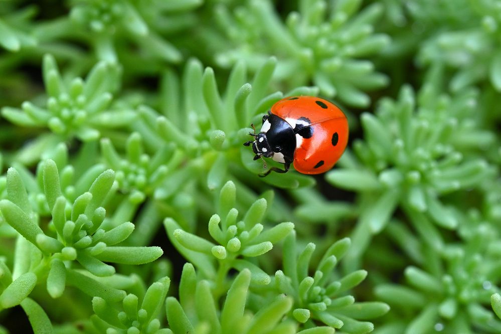 Photograph by Анатолий Садовский