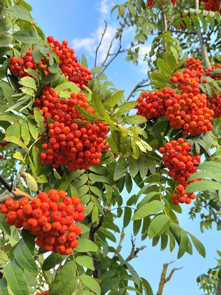 Фотография автора Elena Polonetskaya