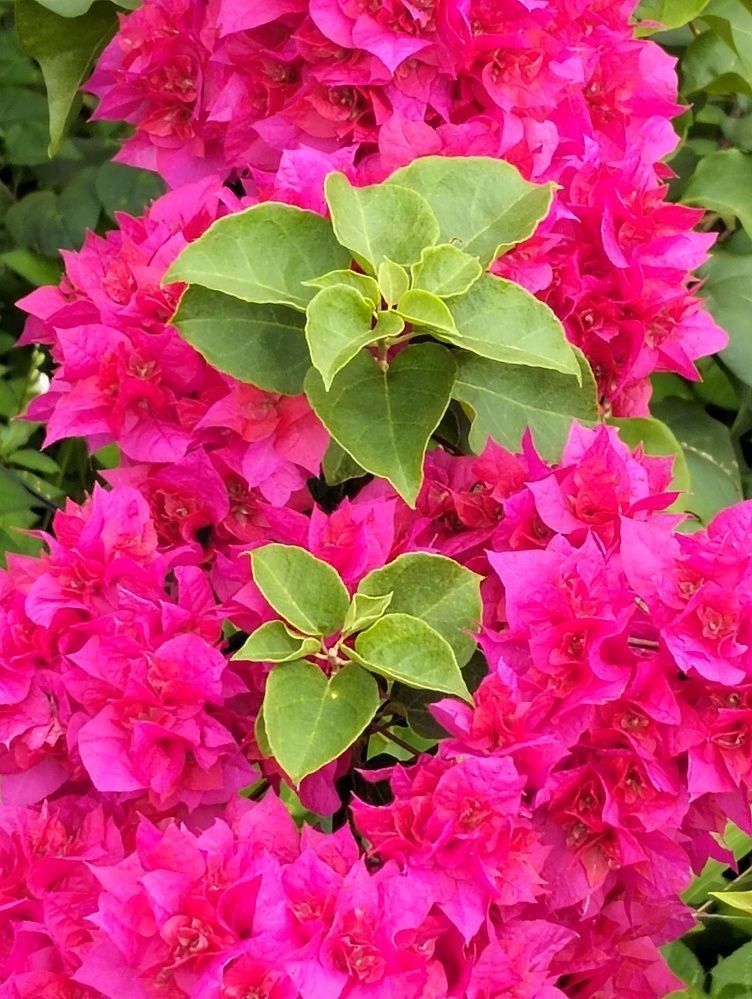 Photograph by Adal -