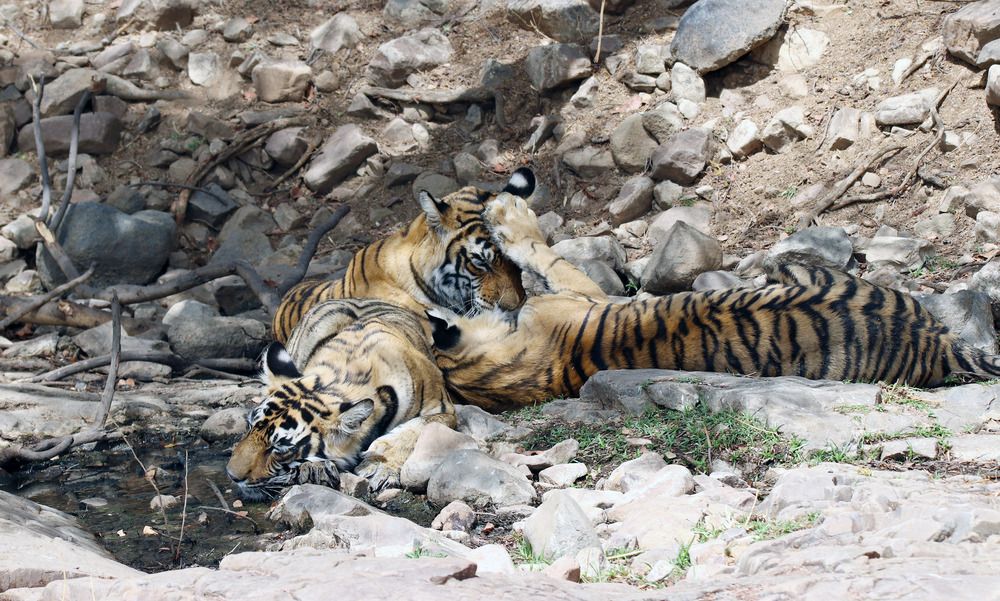 Mom don\'t fear I am here.