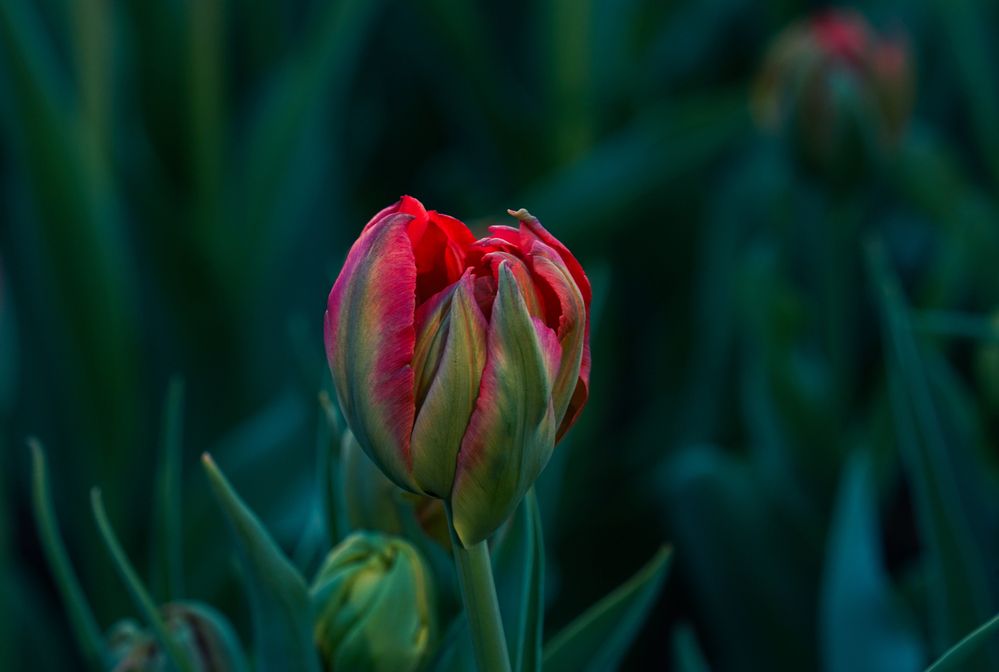 Photograph by Olga Mendosa