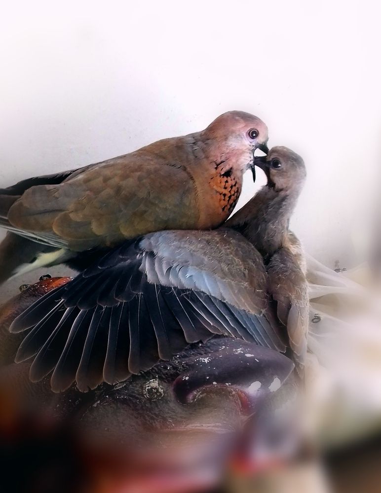 Фотография автора Hvabek Kim