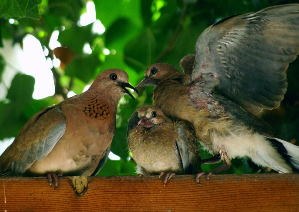 Фотография автора Hvabek Kim