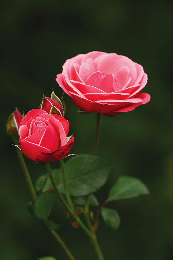 Photograph by Антон Леонов