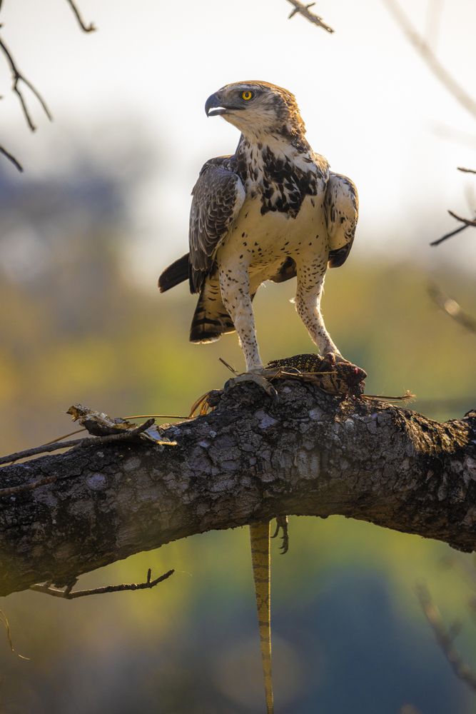 Photograph by Matteo Strassera