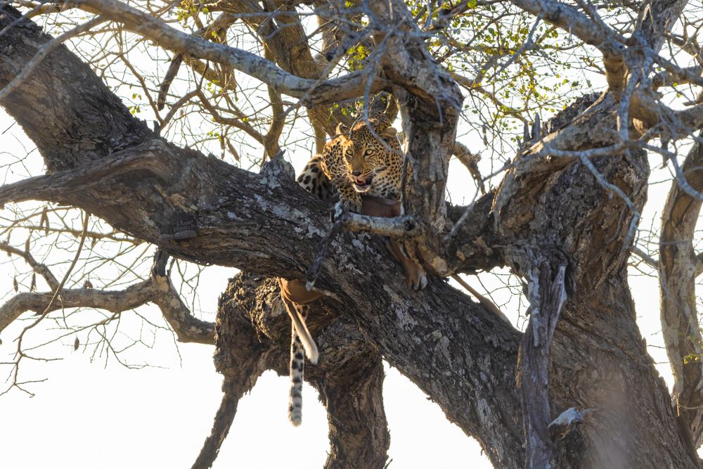 Photograph by Matteo Strassera