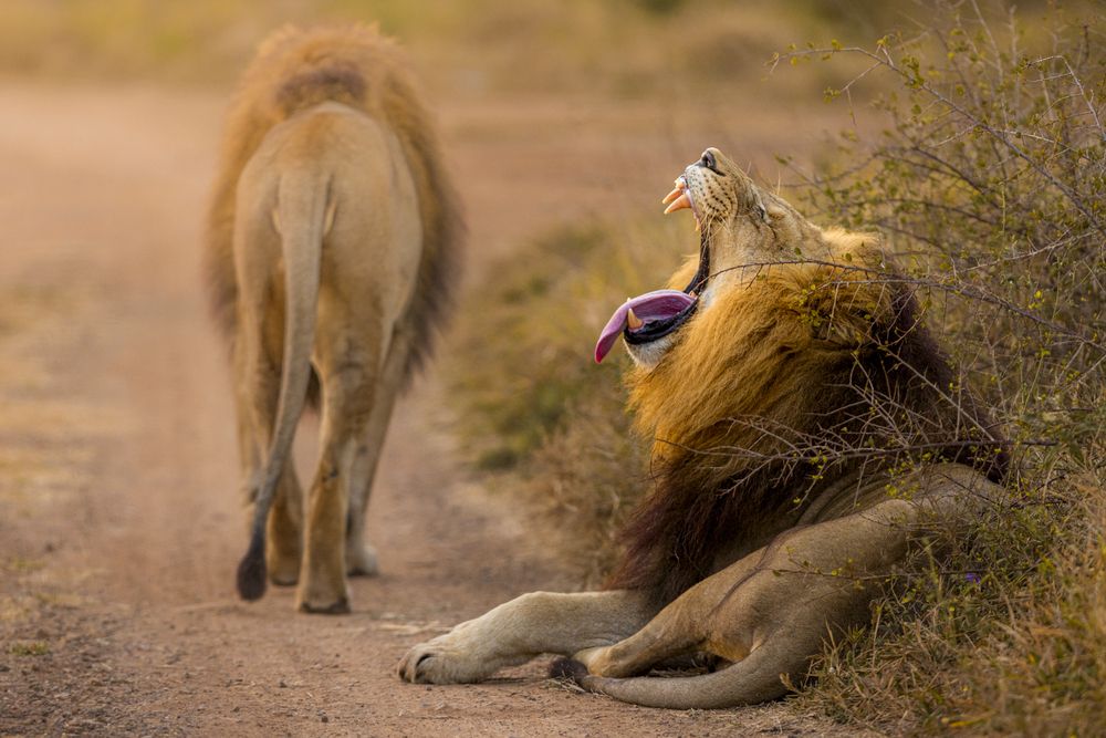 Photograph by Matteo Strassera