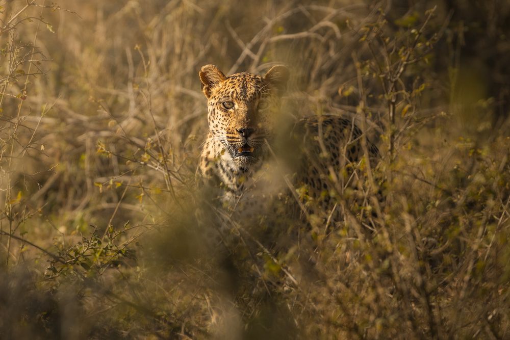 Photograph by Matteo Strassera