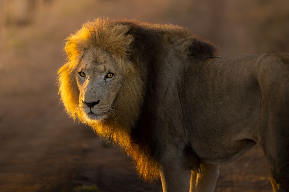 Photograph by Matteo Strassera