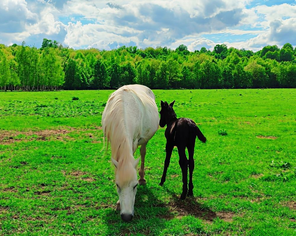 Photograph by Юлия Холомцева