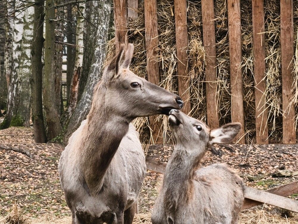 Photograph by Галина Бессуднова