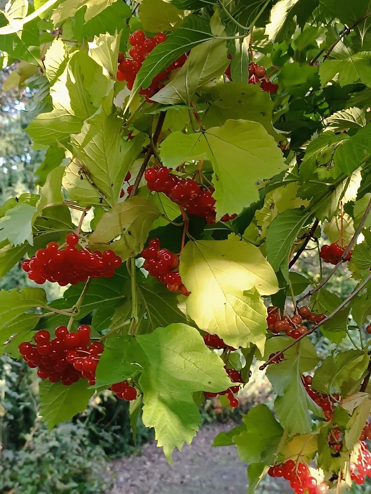 Фотография автора Елена Колышева