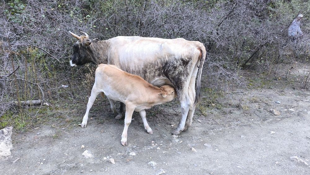 Фотография автора Курбан Курбаналиев