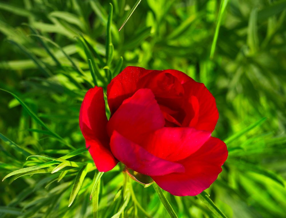 Photograph by Tatyana Markova