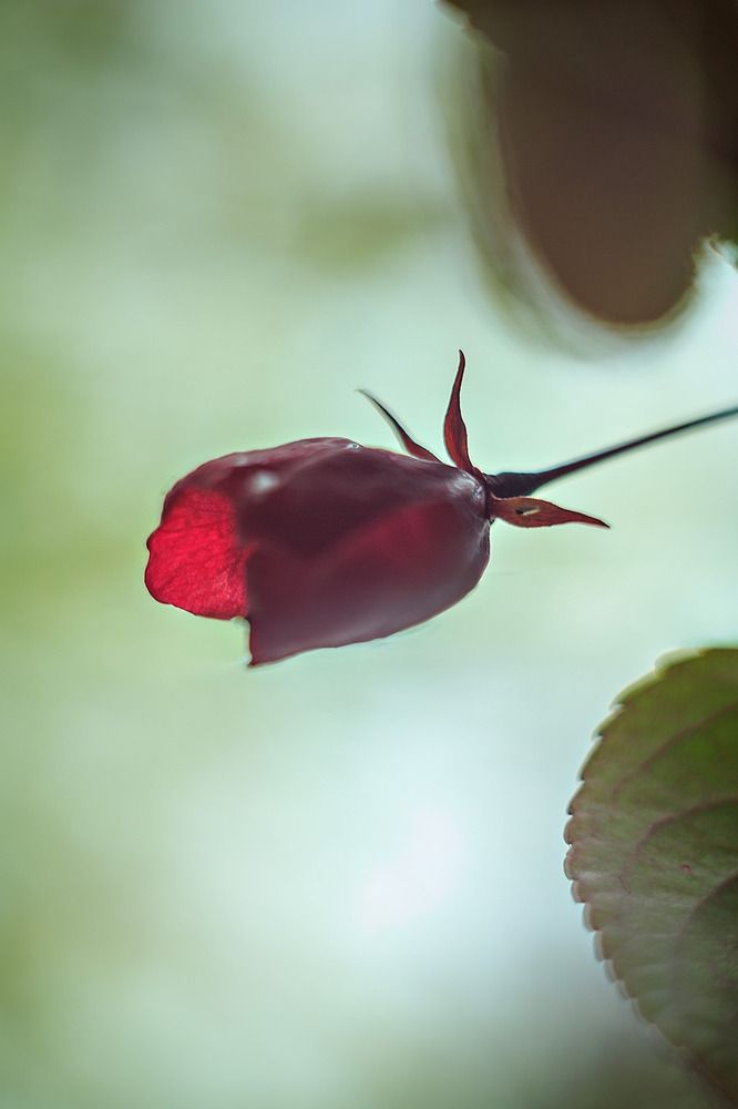 Photograph by Anastasia Kosenkova