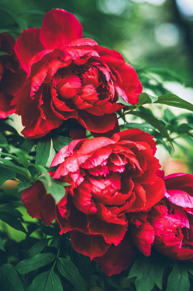 Photograph by Anastasia Kosenkova