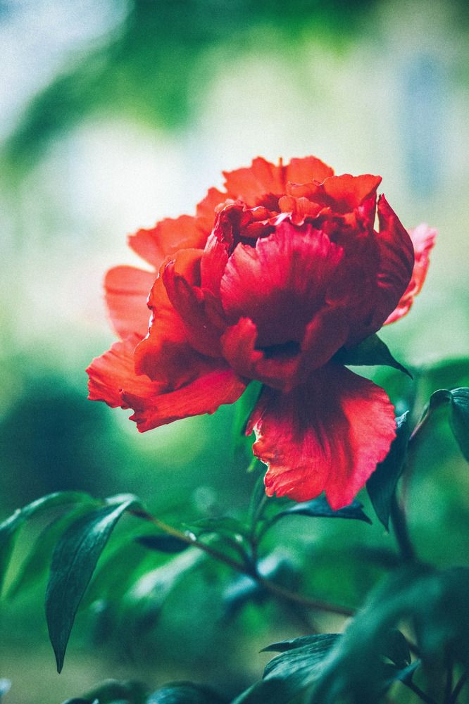 Photograph by Anastasia Kosenkova