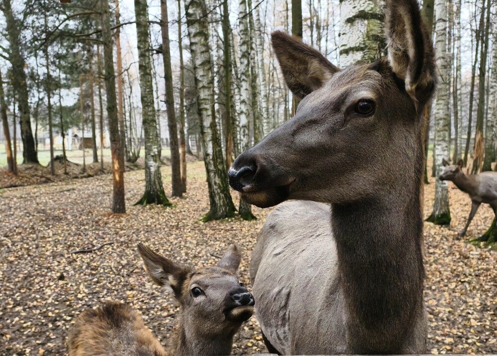 Photograph by Галина Бессуднова