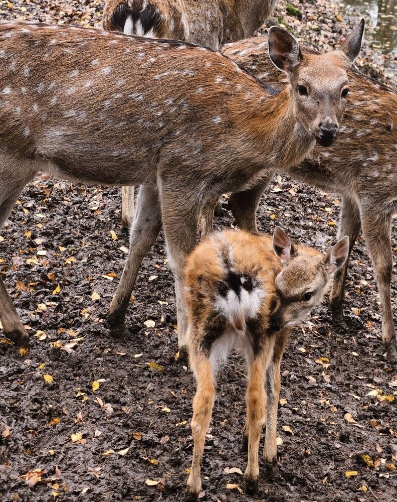 Photograph by Галина Бессуднова