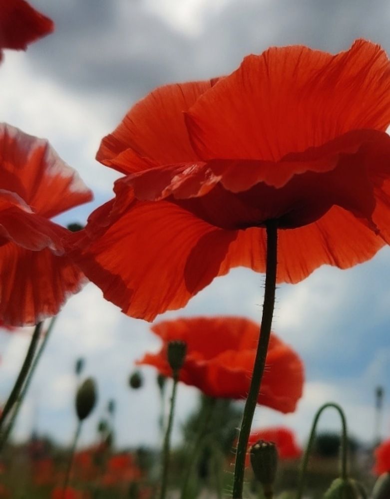 Photograph by Татьяна Гулакова