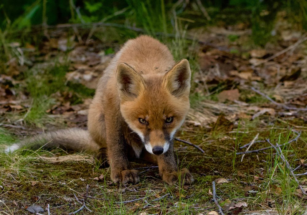 Фотография автора Viktoriya Kim