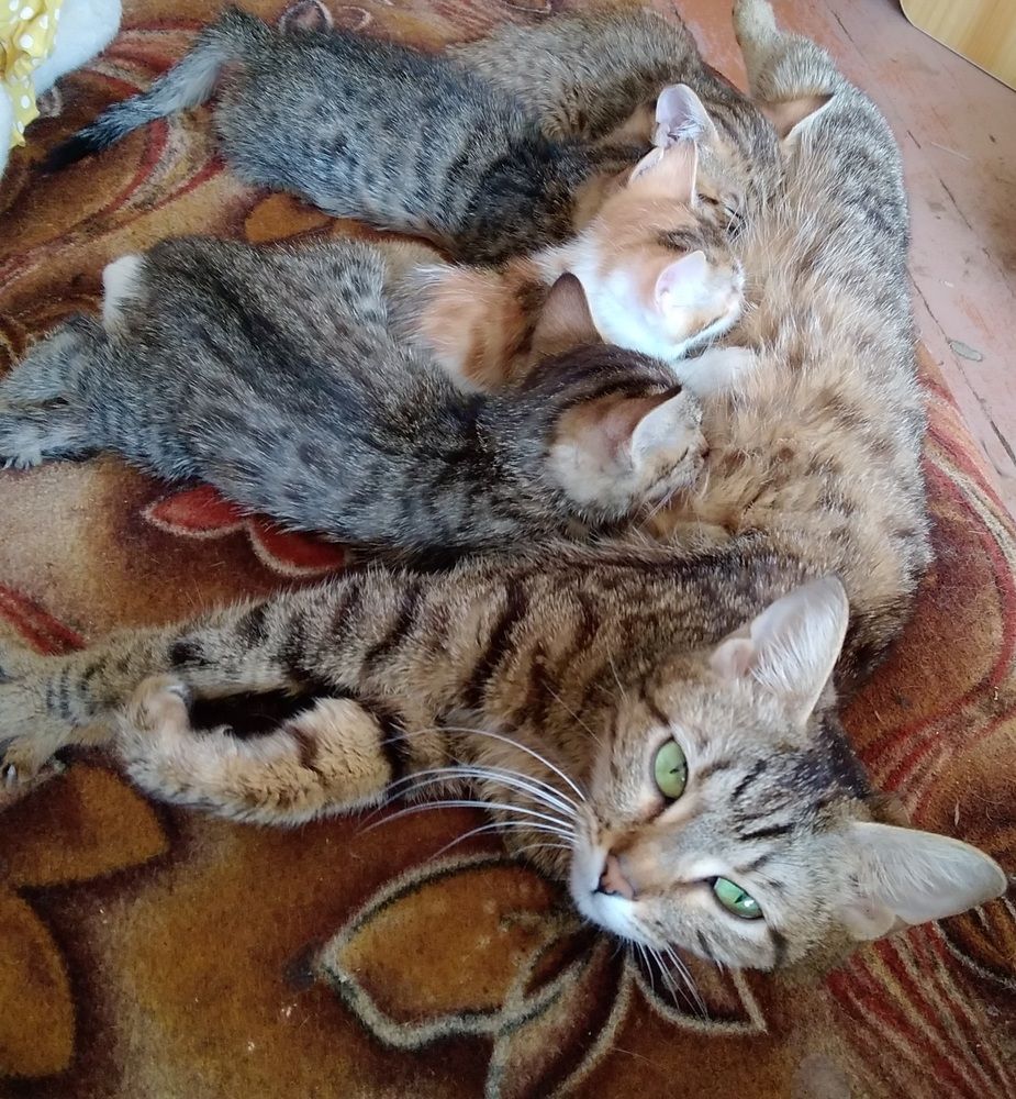 Photograph by Васильева Львовна