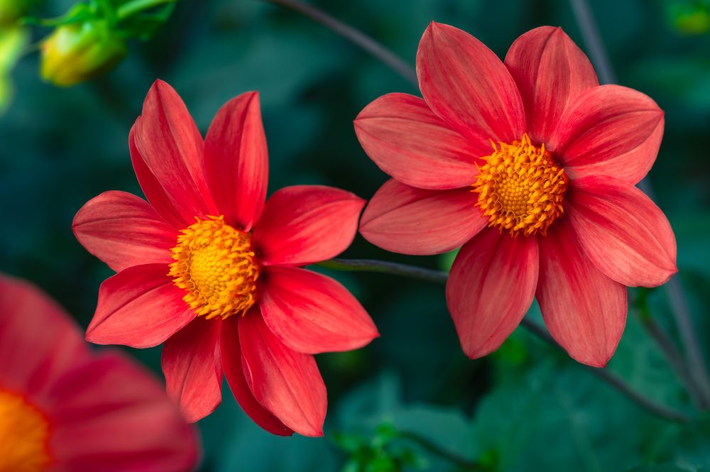 Photograph by Владимир Парсяк