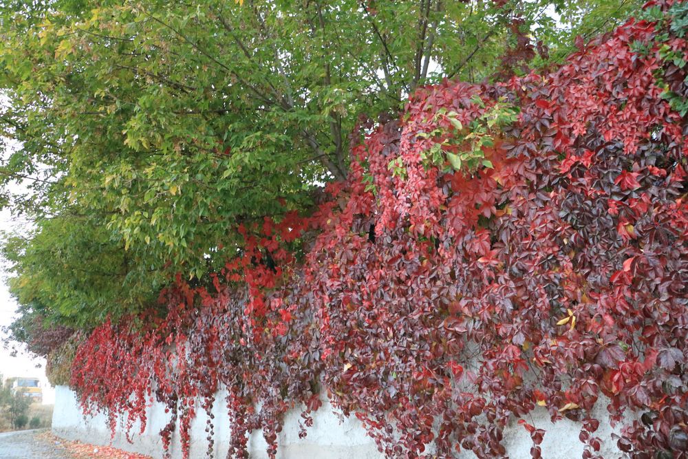 Photograph by Cengiz Yalcin