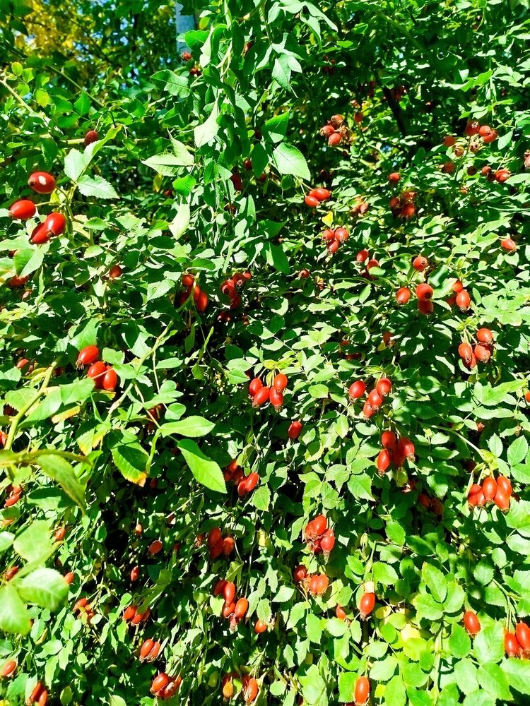 Photograph by Елизавета Слесарева