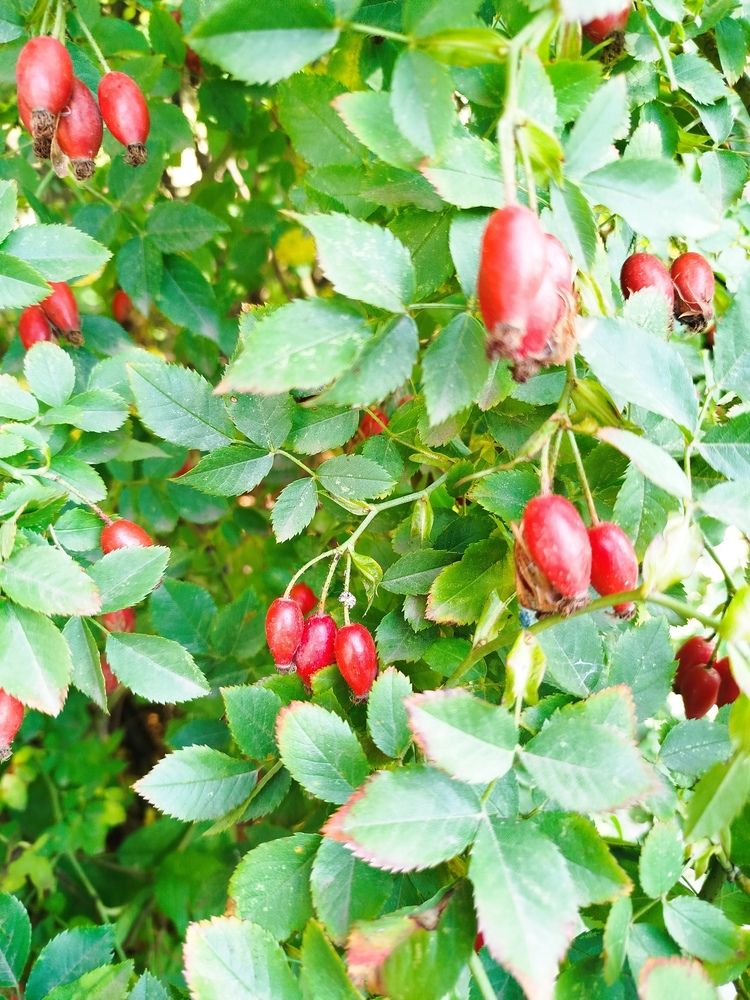 Photograph by Елизавета Слесарева