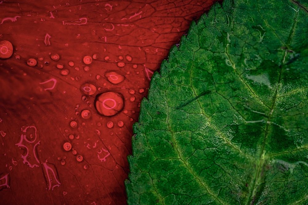 Фотография автора Helena Ivanova