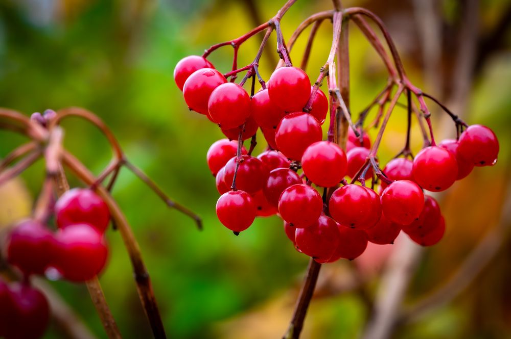 Калина красная