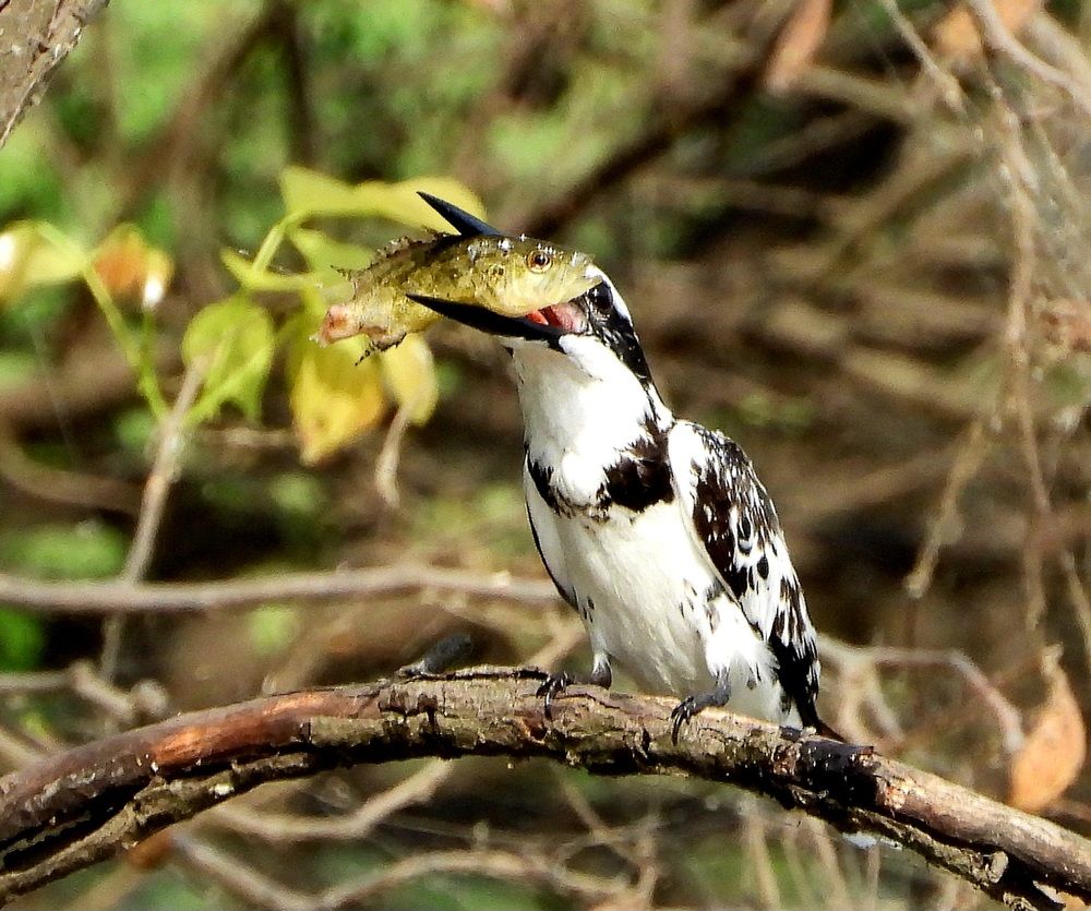 Game of Life or Kill