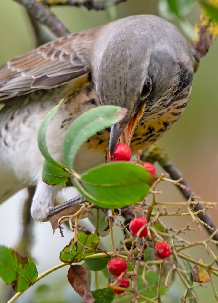 Photograph by Gurdina Lena