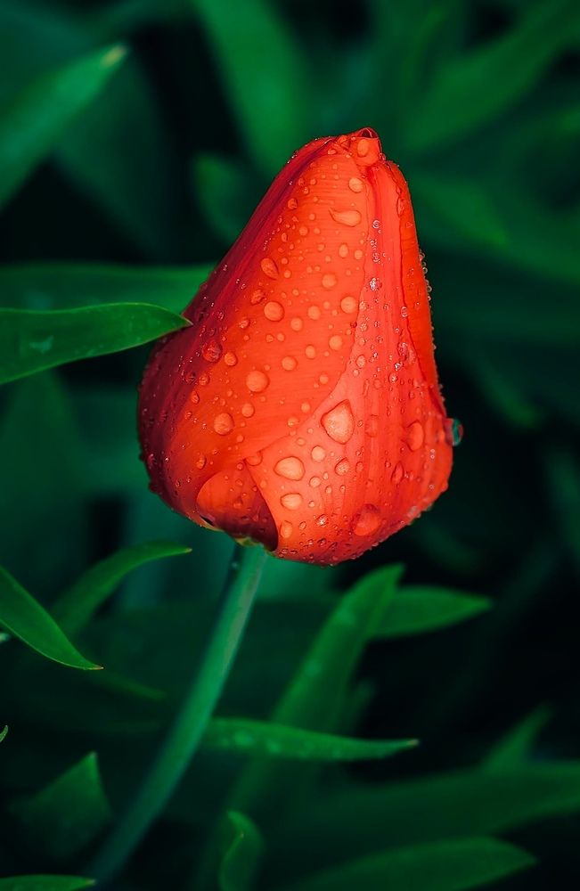 Фотография автора Helena Ivanova