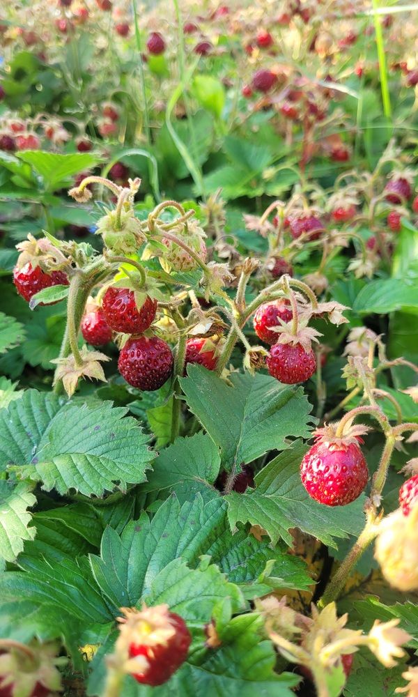 Photograph by Елена Юрьевна Прохорова