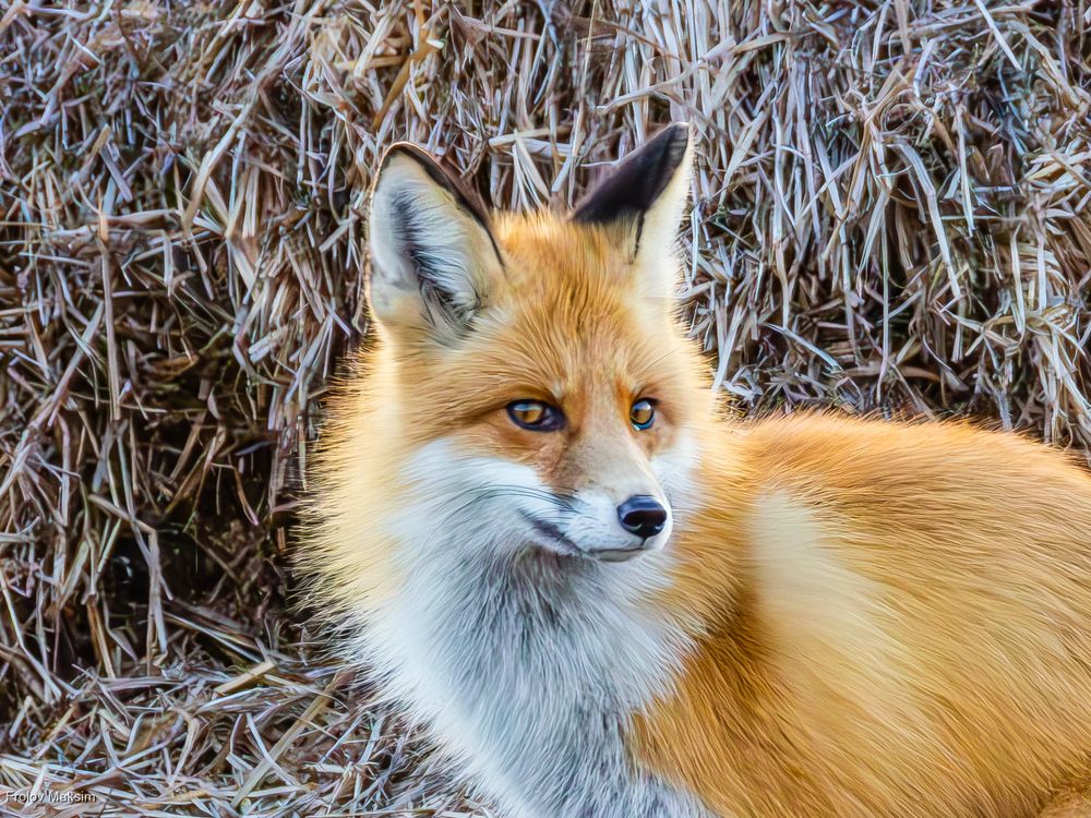 Photograph by Максим Фролов