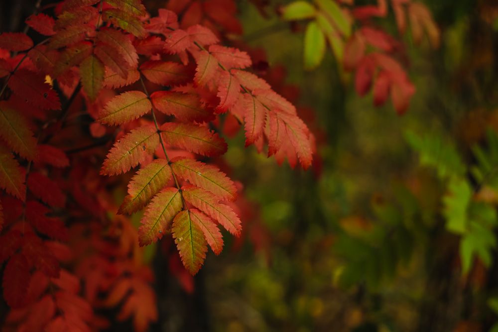 Photograph by Елена Квасова