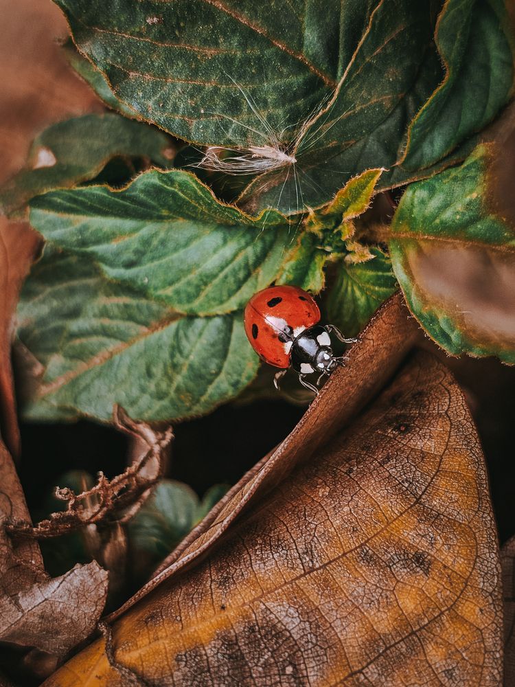 Photograph by Irina Chka