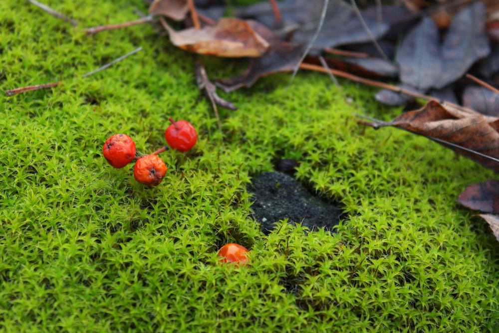 Photograph by Светлана Шубина