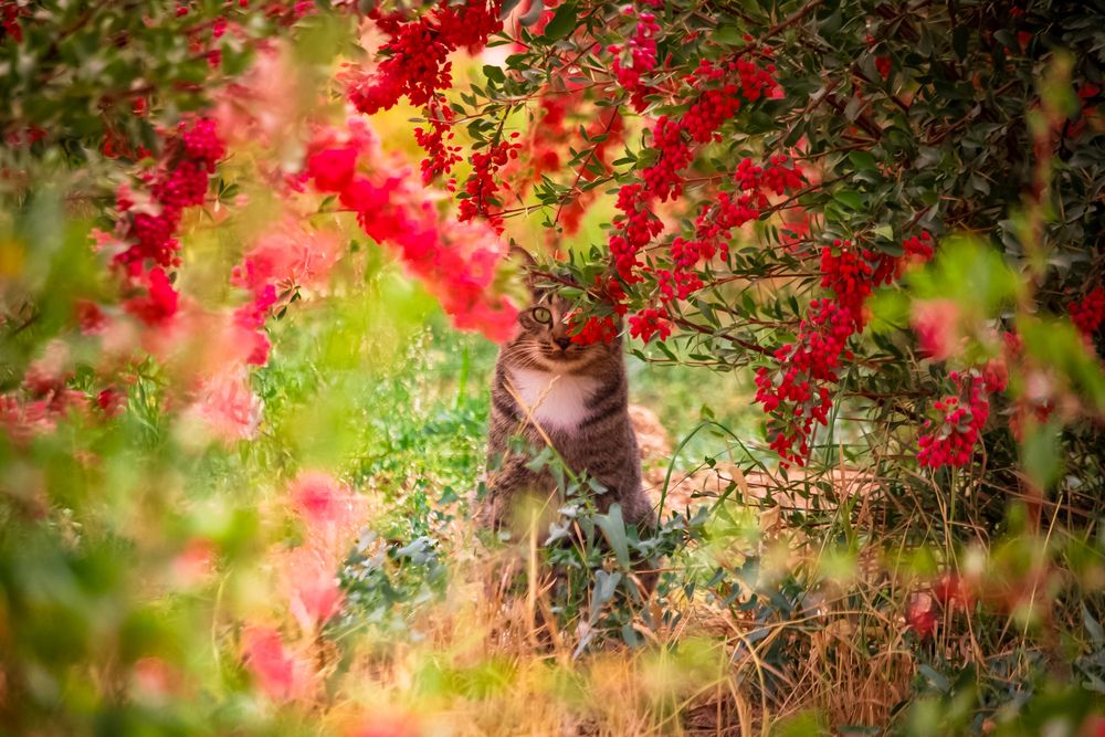 Photograph by Mansouri Mohammad mahdi